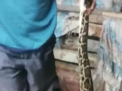 吓人！丰顺这两地惊现大蟒蛇！