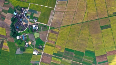 夏收正当时！特色丝苗米香满蕉岭田野，来看航拍大片