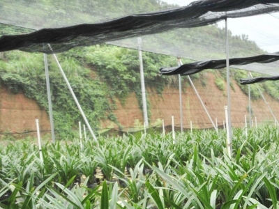 时评丨这部“三字经”值得推广