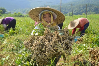 产值超1750万！平远东石花生丰收，贫困户乐开了花