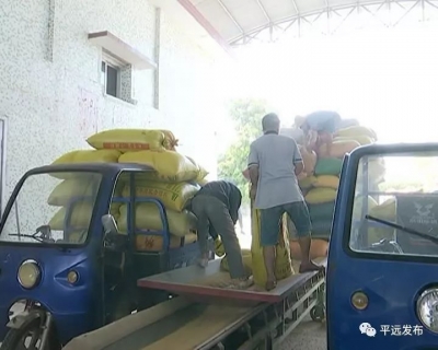 颗粒归仓，守护余粮！来看看平远今年的收成怎么样