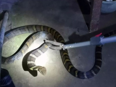 深夜，2米长眼镜王蛇出没，就发生在平远…