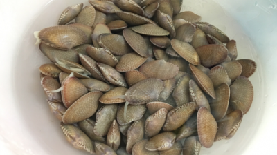 注意啦！梅城五个市场的花甲抽样快检不合格