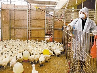 散养家禽如何防疫？业内人士来支招