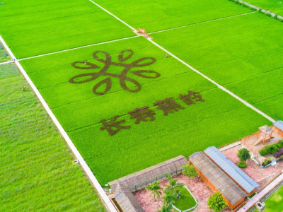 省农业农村厅组织媒体专题采访蕉岭县丝苗米产业园