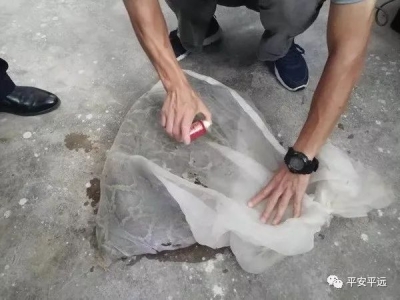 长达4米的大蟒蛇遭遇“车祸”，机智民警蜀黍这波操作亮了...