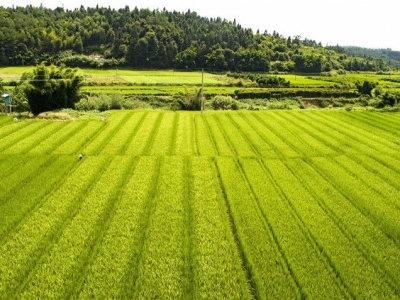 再获省级殊荣！五华登云嶂茶园顺利通过考核验收
