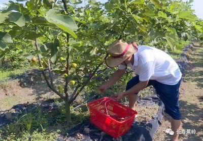 炎炎夏日，瓜果飘香！蕉岭特色农业“放异彩” “助燃”乡村振兴
