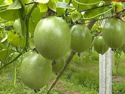 两不愁、三保障、一相当！梅县区突出产业帮扶 增强脱贫后劲