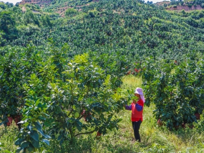 多管齐下吹响“扶贫乐章”！大埔高陂镇这样让村民鼓钱袋