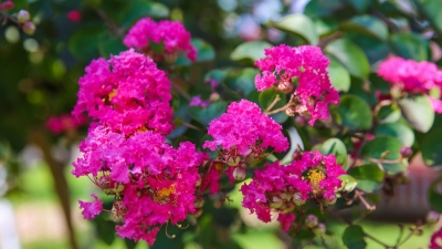 盛夏无别事，可愿与我去平远一同邂逅紫薇烂漫？