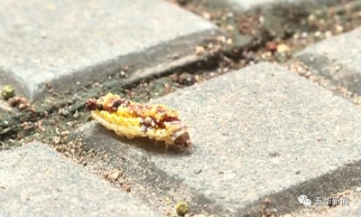 头皮发麻！五华这条路的人行道竟然降下“虫子雨”