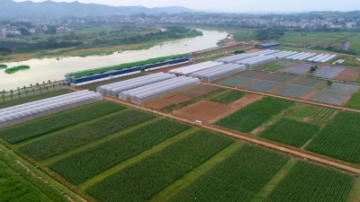 抓抢历史机遇，丰富湾区菜篮子果盘子米袋子！五华这样行动...