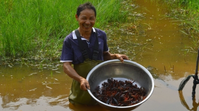 稻香鱼肥虾儿壮！初秋时节一起来去平远农田里摸鱼抓虾！