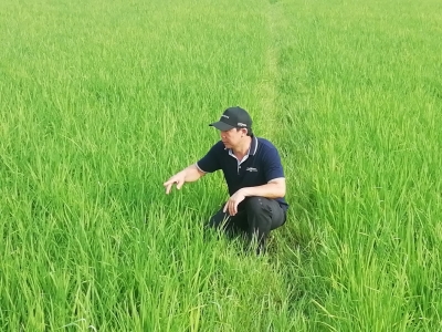 蕉岭新农人林振良：用工匠精神打造寿乡有机米品牌