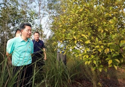 朱少辉率队调研“绿美五华”三年行动推进情况：努力实现荒山变绿地目标