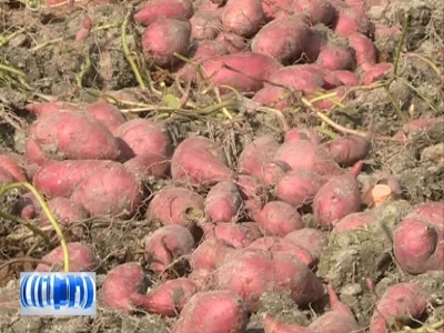 小红薯种出大产业！五华今年种植红薯1万亩以上、覆盖11个镇