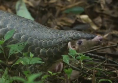 “不要说我抓到了！”大埔男子贩卖穿山甲获刑一年三个月