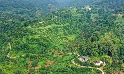 蓝图绘就！大埔将这样抢抓叠加机遇推动苏区振兴