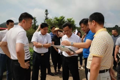 大埔县委书记朱汉东、县长熊锋松到枫朗镇调研