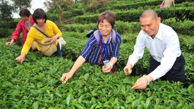 丰顺这根致富“杠杆”不一般！小茶叶撬动大产业激活富民基因