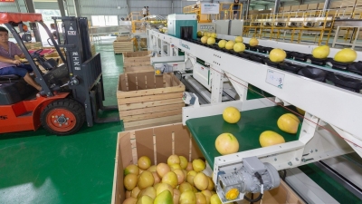 梅州V视丨“神器”来了！1小时可分拣16吨柚子