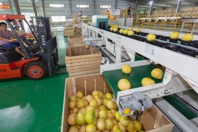 一小时分拣16吨柚子，梅县区金柚产业园“神器”了解下