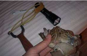 辣评丨猎杀“三有”动物获刑具有警示意义