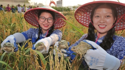 希望的田野上，蛙声一片...走进五华巨型稻立体种养基地体验一下！