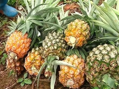 你们的心头爱凤梨，落户平远初结“致富果”啦！