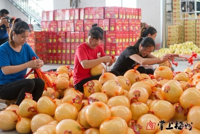 “柚”到一年丰收时，梅州柚了解一下？