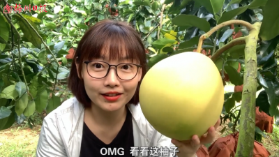 梅州V视丨梅州蜜柚采摘啦！是柚子大还是我的脸大？