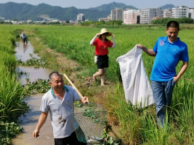 挽起裤脚捞鱼摸虾咯，好一派丰收景象，梅县村民笑开了颜