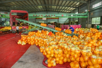 梅州蜜柚进入采摘高峰期，记者带你到此一“柚”！