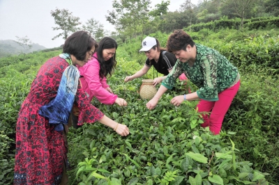 《客都颂丰收》之茗茶飘香：大山出好茶 品质甲天下