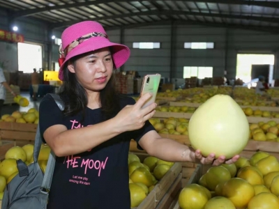 如果你家的“梅州柚”想出国，这些操作你得知道！