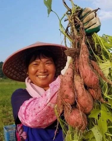 非你莫“薯”！五华评选红薯优秀种植户啦，就看你敢来不！