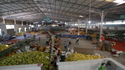 挡不住的“柚”惑！大埔蜜柚竟然这么厉害！