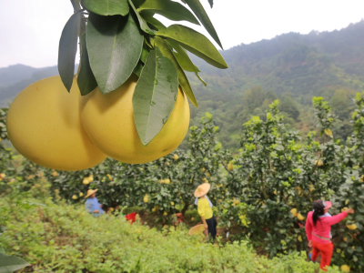 时评丨为“梅州柚”插上腾飞的翅膀