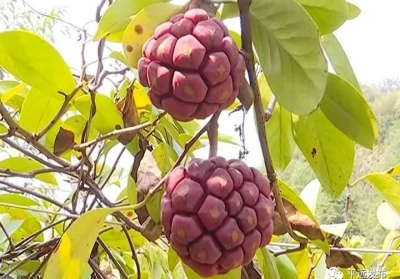50元一斤，平远这水果你见过不？叫“黑老虎”