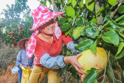 她17岁辍学养家，回乡建柚园，亲身证明“尘埃也能发光”！