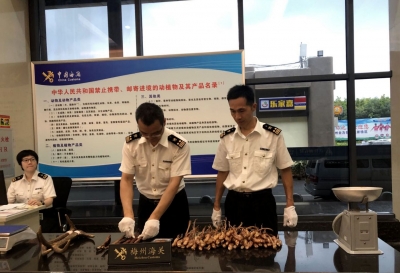 突围“闯关”？截它！梅州海关首次查获一批鬣鹿制品