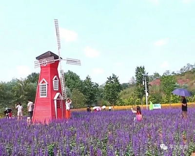 花海间、“古墙”外，平远休闲农业游“C位出道”