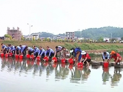 这一湾碧水靠你啦！平远石正河放生“清道夫”1500斤