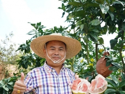 @梅州果农，果树也有保险啦！赔付标准看过来~