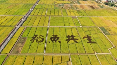 稻黄鱼又肥！好一派丰收好景！