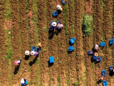 客都议事厅丨五华红薯“七十二变”的启示