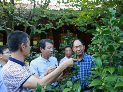 国际茶花协会专家到梅县指导雁南飞茶花种植