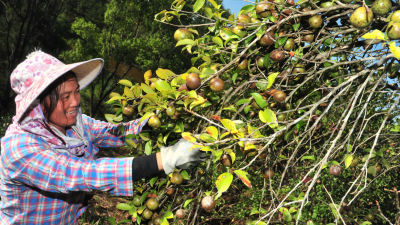 丰收啦！平远长田万亩油茶结出“致富果”