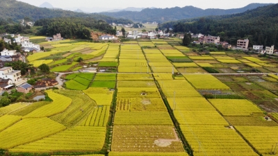 @梅州人，秋日丰收画卷到底有多美？只有看了，你才知道~